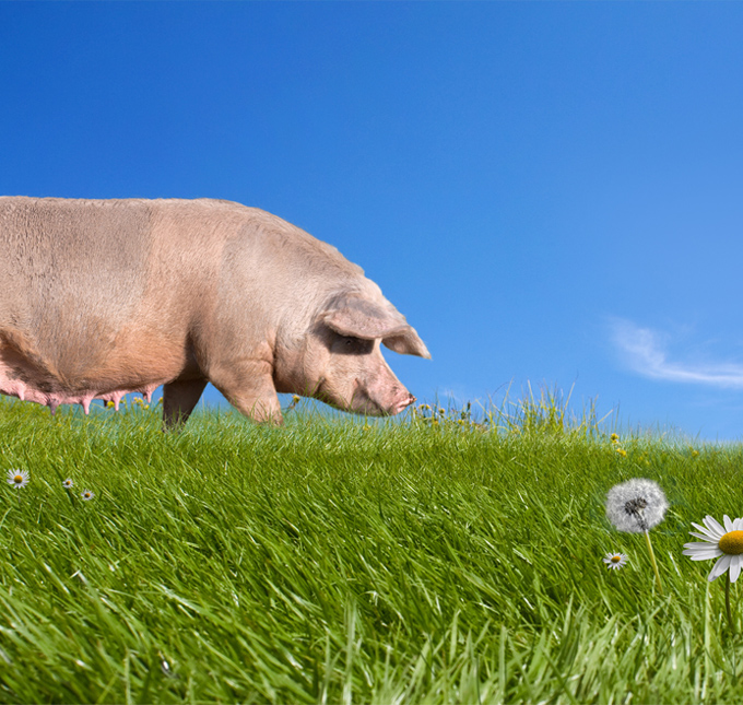 Asesoría y auditoría ganadera y agropecuaria